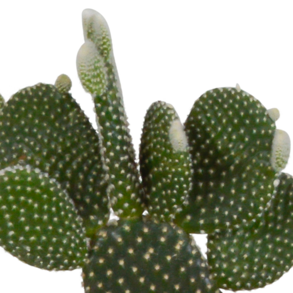 thumbnail_6000-5291.png Cactus mix in witte pot | 3 stuks
