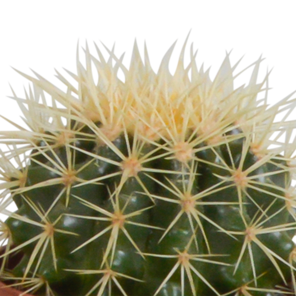 thumbnail_6000-5293.png Cactus mix in witte pot | 3 stuks
