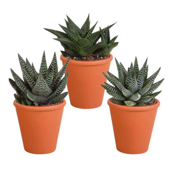thumbnail_6000-5306.png Gasteria/Haworthia mix in terracotta pot | 3 stuks