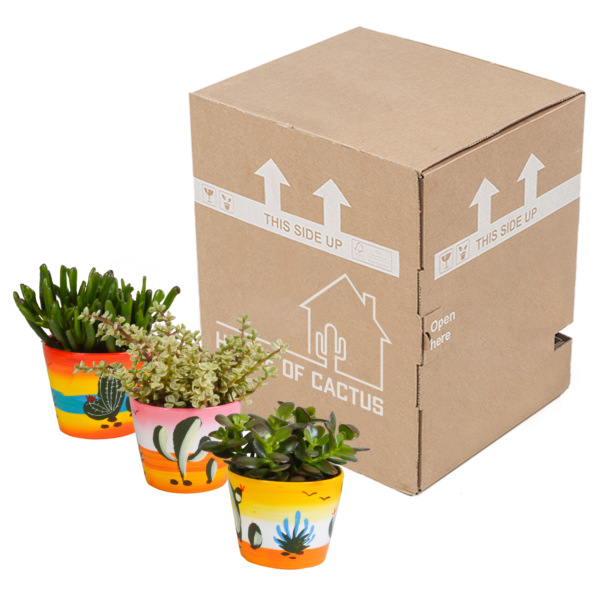 thumbnail_6000-5332.png Crassula mix in Mexicaanse pot | 3 stuks