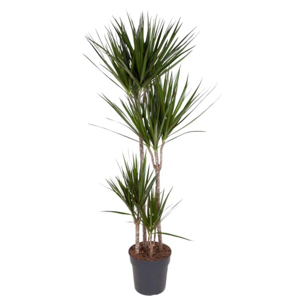 thumbnail_6000-5334.jpg Dracaena Marginata