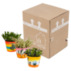 Crassula mix in Mexicaanse pot | 3 stuks