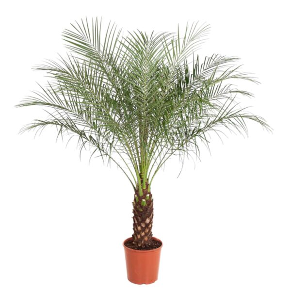 thumbnail_6000-5362.jpg Phoenix Roebelenii