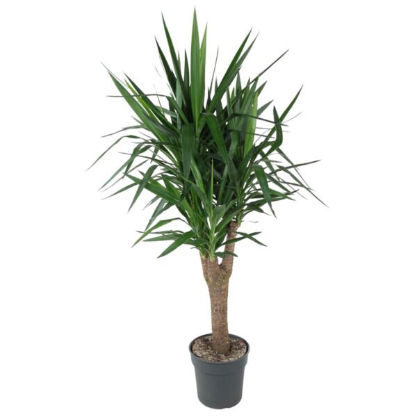 thumbnail_6000-5368.jpg Yucca Elephantipe vertakt