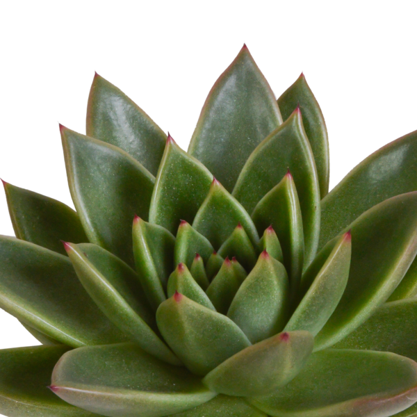 thumbnail_6000-5382.png Echeveria mix in terracotta pot | 3 stuks