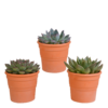 Echeveria mix in terracotta pot | 3 stuks