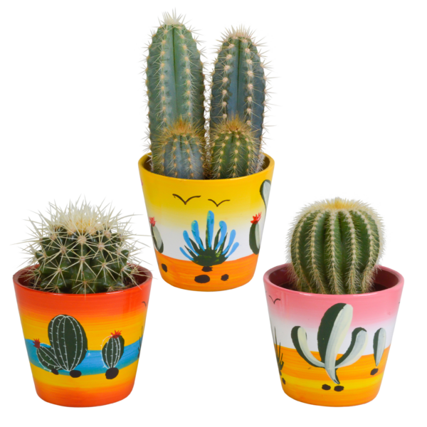 thumbnail_6000-5402.png Cactus mix in Mexicaanse pot | 3 stuks