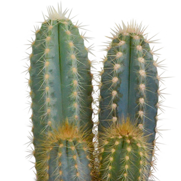 thumbnail_6000-5404.png Cactus mix in Mexicaanse pot | 3 stuks