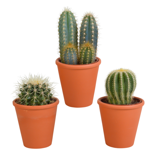 thumbnail_6000-5412.png Cactus mix in terracotta pot | 3 stuks