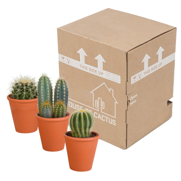 thumbnail_6000-5420.png Cactus mix in terracotta pot | 3 stuks