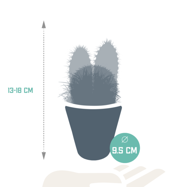 thumbnail_6000-5425.png Cactus mix in witte pot | 3 stuks