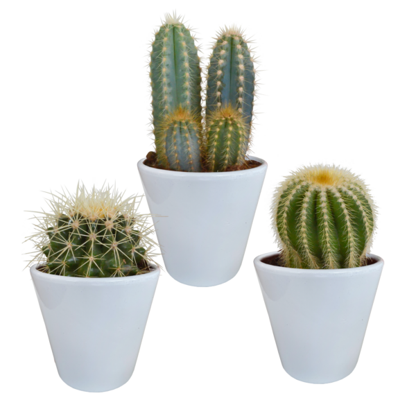 thumbnail_6000-5430.png Cactus mix in witte pot | 3 stuks