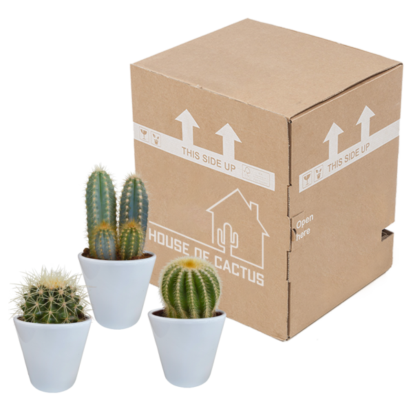 thumbnail_6000-5432.png Cactus mix in witte pot | 3 stuks