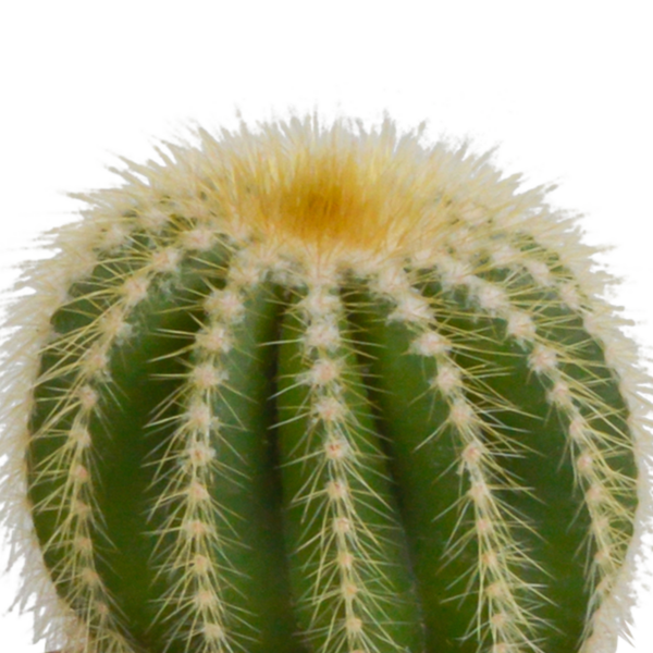 thumbnail_6000-5434.png Cactus mix in witte pot | 3 stuks