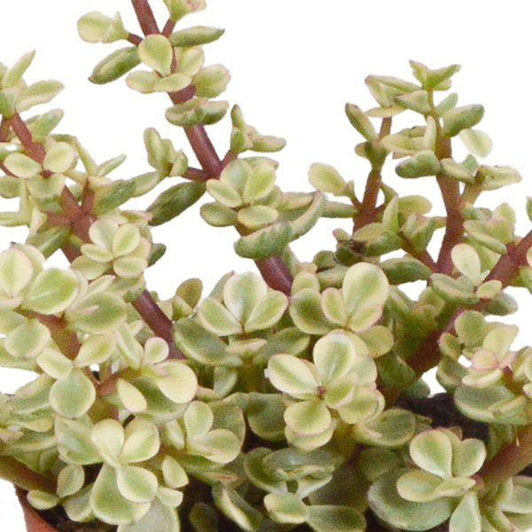 thumbnail_6000-5458.png Crassula mix in terracotta pot | 3 stuks