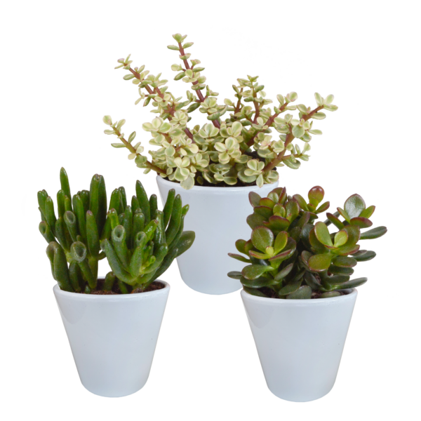 thumbnail_6000-5466.png Crassula mix in witte pot | 3 stuks
