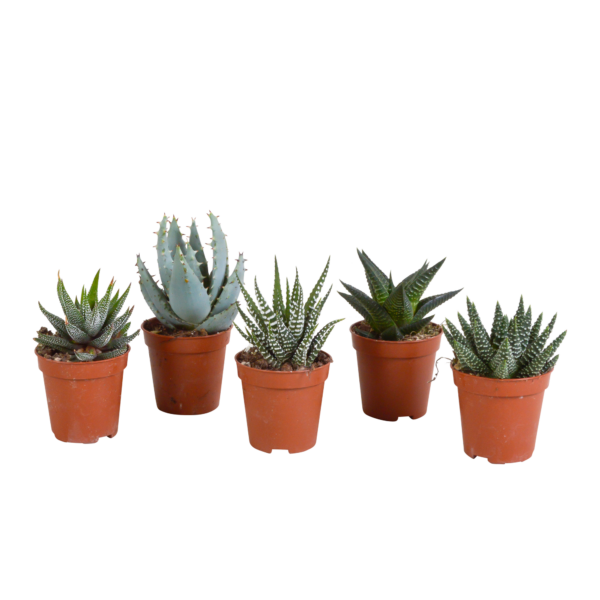 thumbnail_6000-5477.png Gasteria/Haworthia mix | 5 stuks