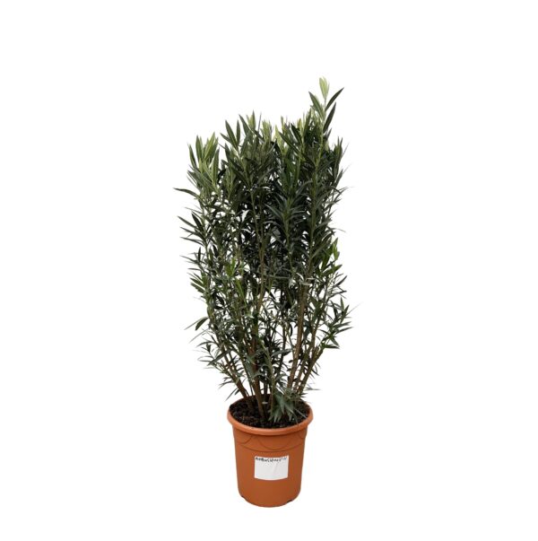thumbnail_6000-5481.jpg Nerium Oleander struik