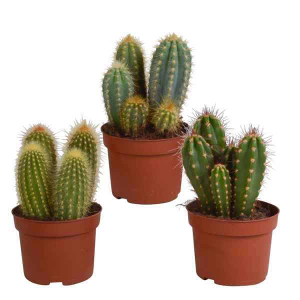 thumbnail_6000-5483.png Cereus mix | 3 stuks