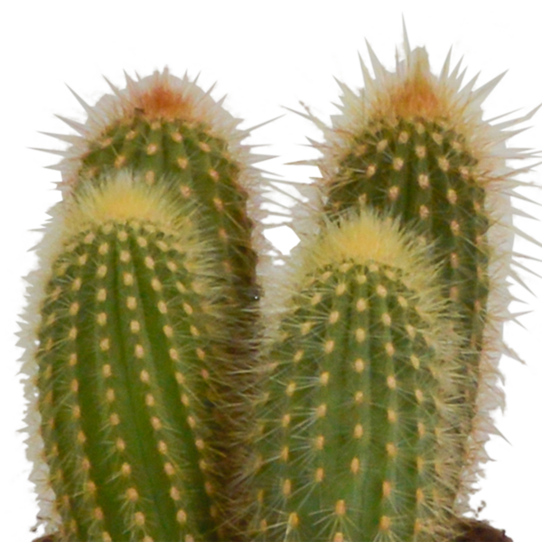 thumbnail_6000-5486.png Cereus mix | 3 stuks