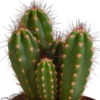 Cereus mix | 3 stuks