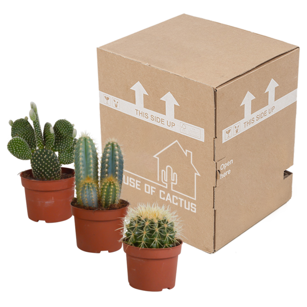 thumbnail_6000-5490.png Cactus mix | 3 stuks