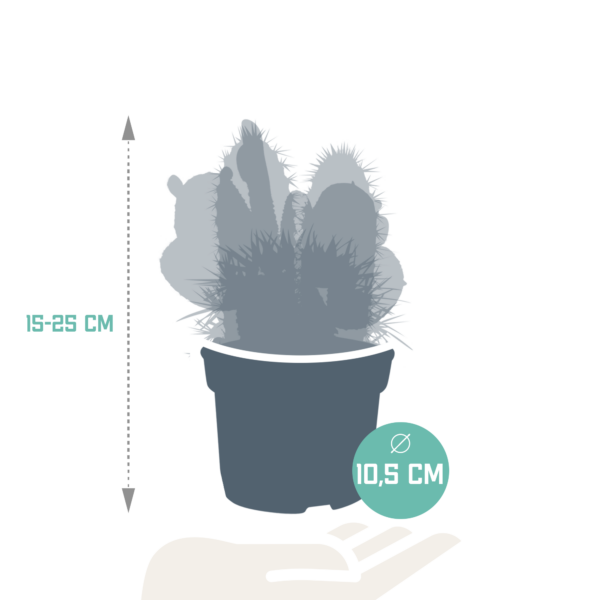 thumbnail_6000-5494.png Cactus mix | 3 stuks