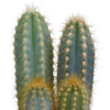 Cactus mix | 3 stuks