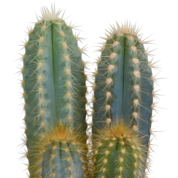 thumbnail_6000-5496.png Cactus mix | 3 stuks