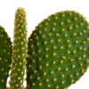 Cactus mix | 3 stuks