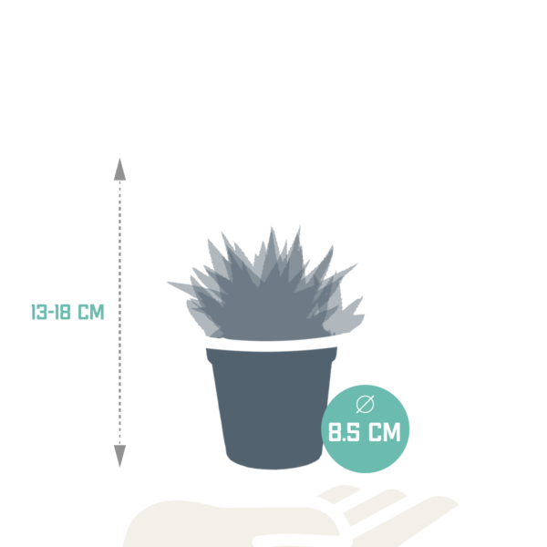 thumbnail_6000-5504.png Gasteria/Haworthia mix | 3 stuks