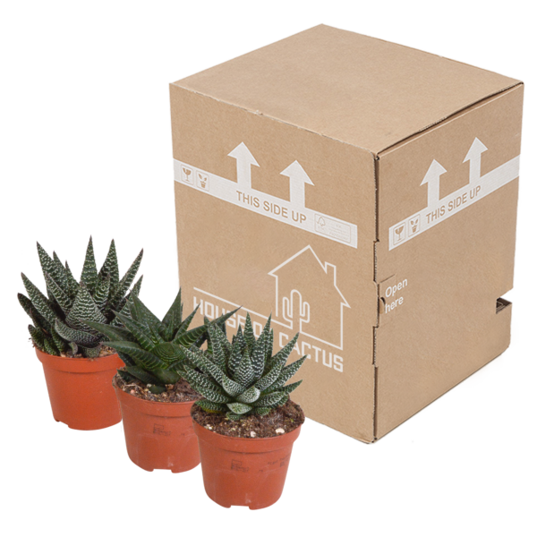 thumbnail_6000-5505.png Gasteria/Haworthia mix | 3 stuks