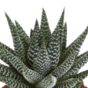 Gasteria/Haworthia mix | 3 stuks