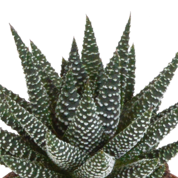thumbnail_6000-5506.png Gasteria/Haworthia mix | 3 stuks