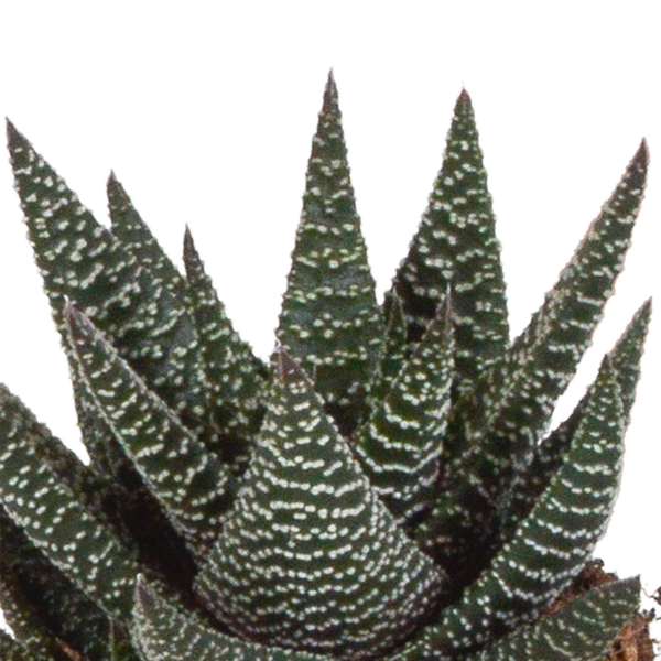 thumbnail_6000-5507.png Gasteria/Haworthia mix | 3 stuks