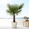 Trachycarpus