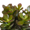 Crassula mix | 3 stuks