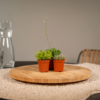 Succulenten Mix | 10 stuks