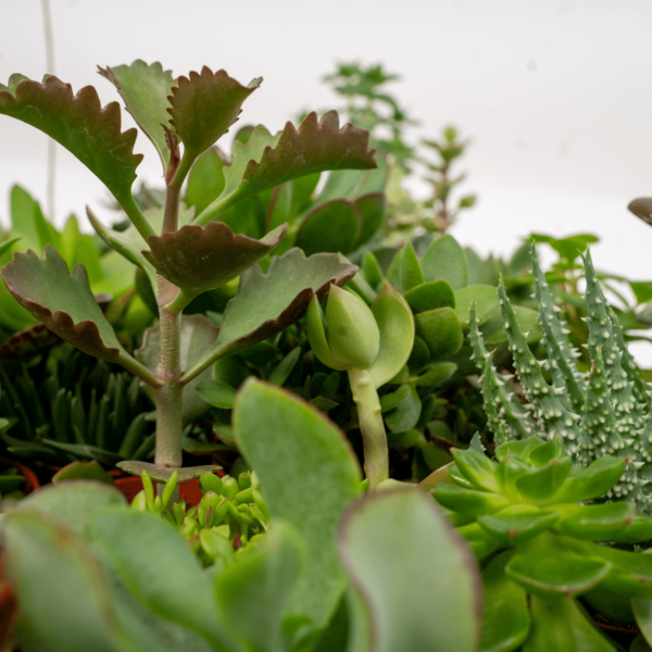 Succulenten Mix | 10 stuks