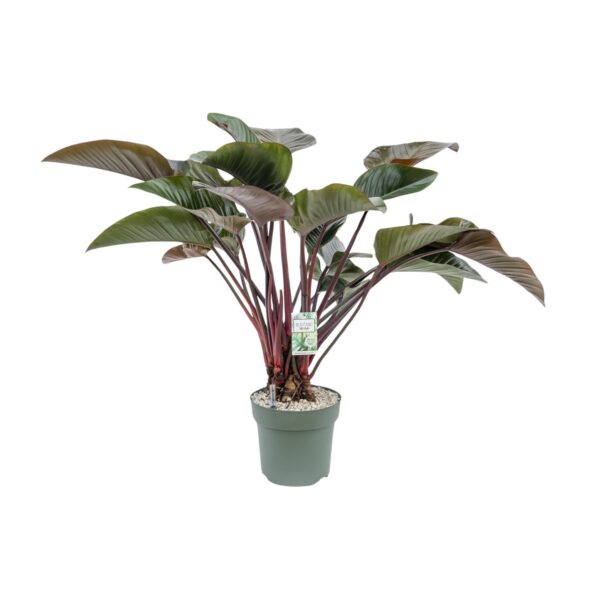 thumbnail_6000-5530.jpg Philodendron Red Beauty