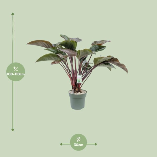 thumbnail_6000-5531.jpg Philodendron Red Beauty