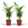 Chamaedorea Elegans - Mexicaanse Bergpalm | 2 stuks
