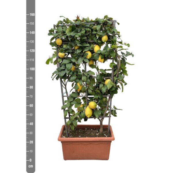 thumbnail_6000-5553.jpg Citrus Lemon op rek
