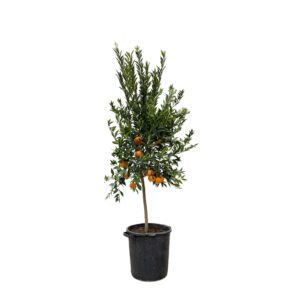 Citrus Mandarino