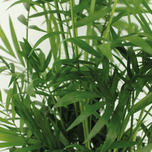 Chamaedorea Elegans - Mexicaanse Bergpalm | 2 stuks
