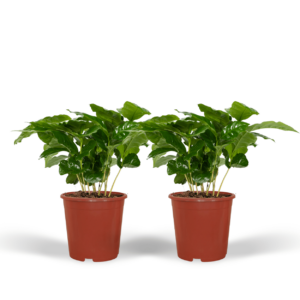 Coffea Arabica - Koffieplant | 2 stuks