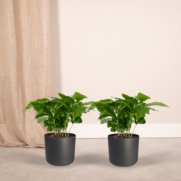 thumbnail_6000-5568.png Coffea Arabica - Koffieplant | 2 stuks