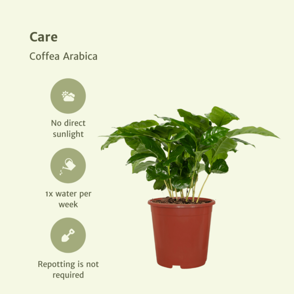 thumbnail_6000-5571.png Coffea Arabica - Koffieplant | 2 stuks