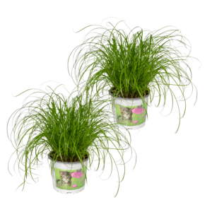 Cyperus Alternifolius - Kattengras