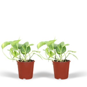 Epipremnum Aureum - Scindapsus | 2 stuks